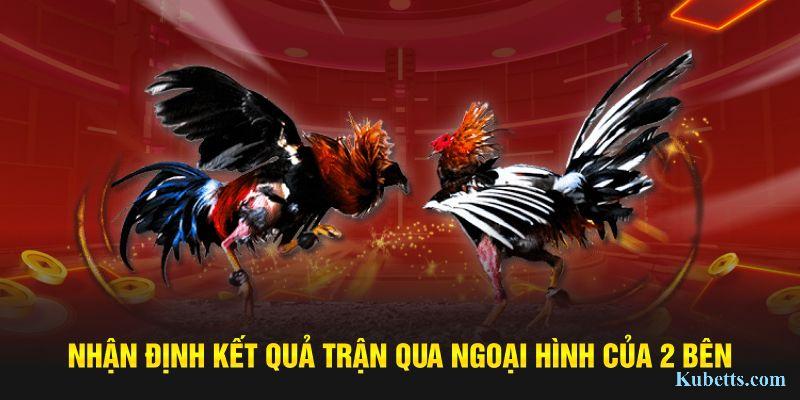 Đá Gà Campuchia: Giải Đấu Kịch Tính, Chiến Kê Đỉnh Cao Tại Kubet 3 Nhận định kết quả trận qua ngoại hình của 2 bên